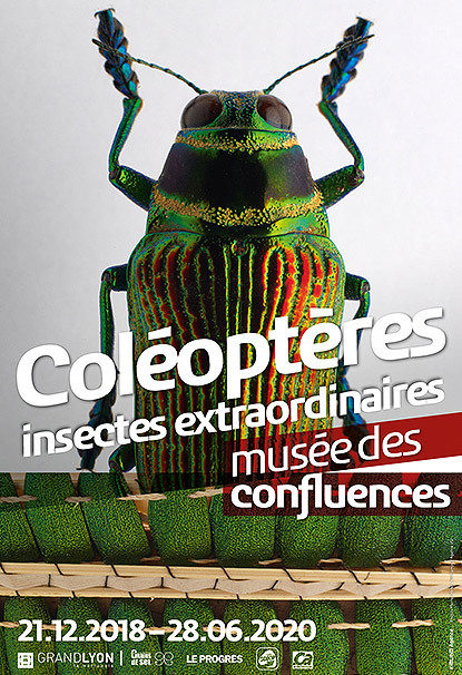 Exposition Coléoptères : Insectes Extraordinaires au Musée des Confluences à Lyon Exposition Coléoptères : Insectes Extraordinaires au Musée des Confluences à Lyon